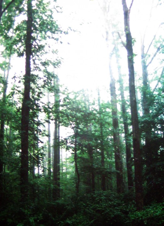 roosevelt woods